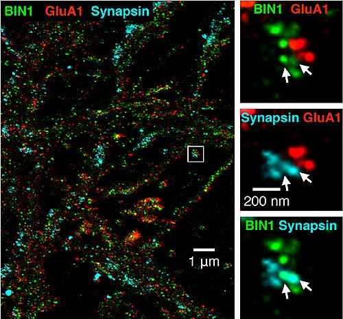 BIN1 green combined with pre post synaptic sites