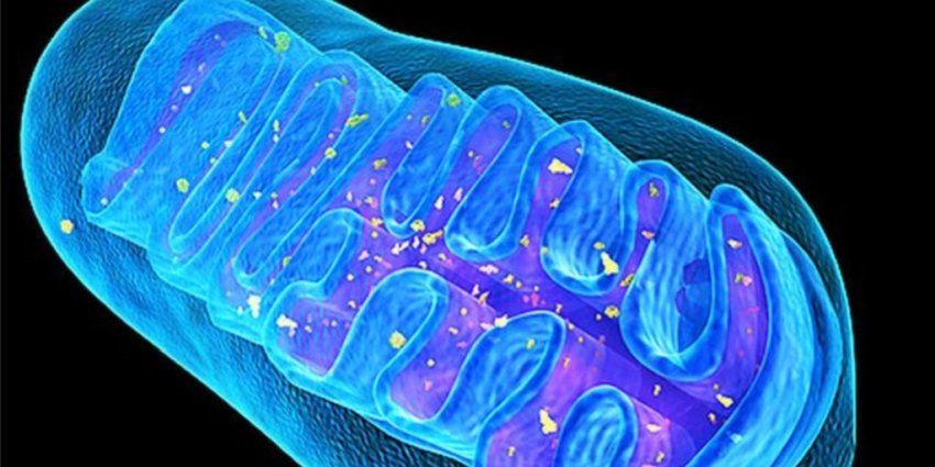 Mitochondra close up