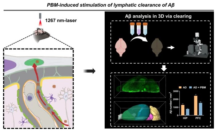 Photostimulation of lymphatic clearance of β amyloid