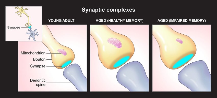 Synaptic complexes healthy and with impaired memory