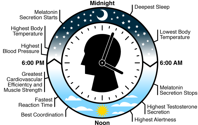 Le fluttuazioni del magnesio nelle 24 ore regolano il nostro orologio interno