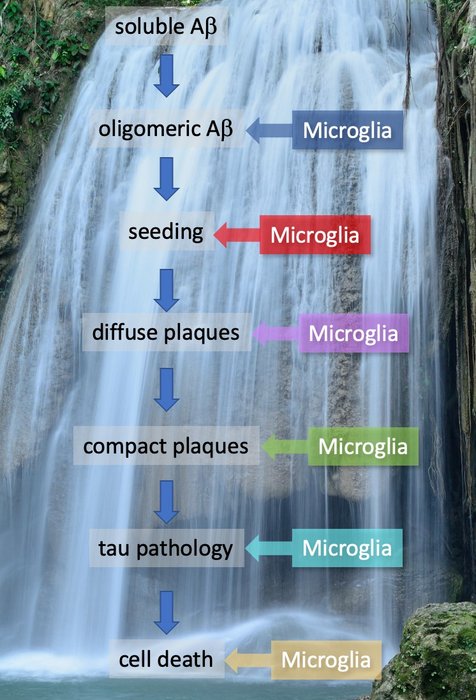 microglia responses in amyloid cascade