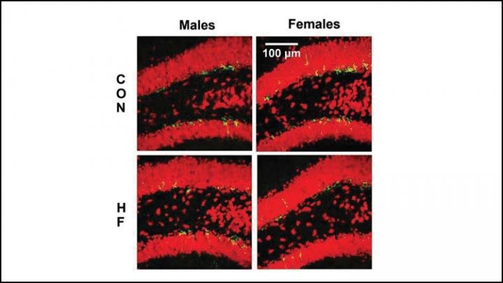 neurogenesis in female mouse