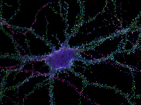 Mobilità dei recettori sinaptici: scoperto nuovo meccanismo di controllo della memoria
