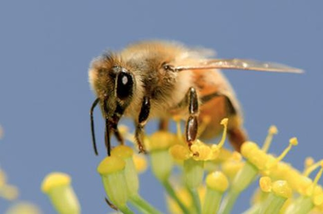 L'alluminio provoca una malattia simile all'Alzheimer nelle api