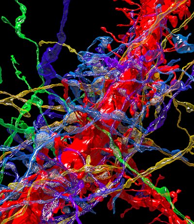 In viaggio nel cervello attraverso immagini mozzafiato in technicolor