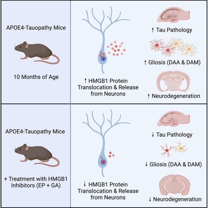 APOE4 promoted gliosis and degeneration in tauopathy
