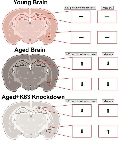 Age related dysregulation of proteasome independent K63 polyubiquitination