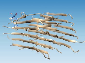 Identificato il sito di legame sul peptide amiloide-beta, si può modificarne la struttura