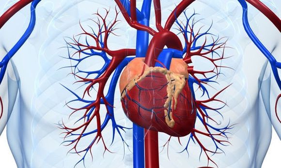 Le proteine dell'AD possono danneggiare anche il cuore