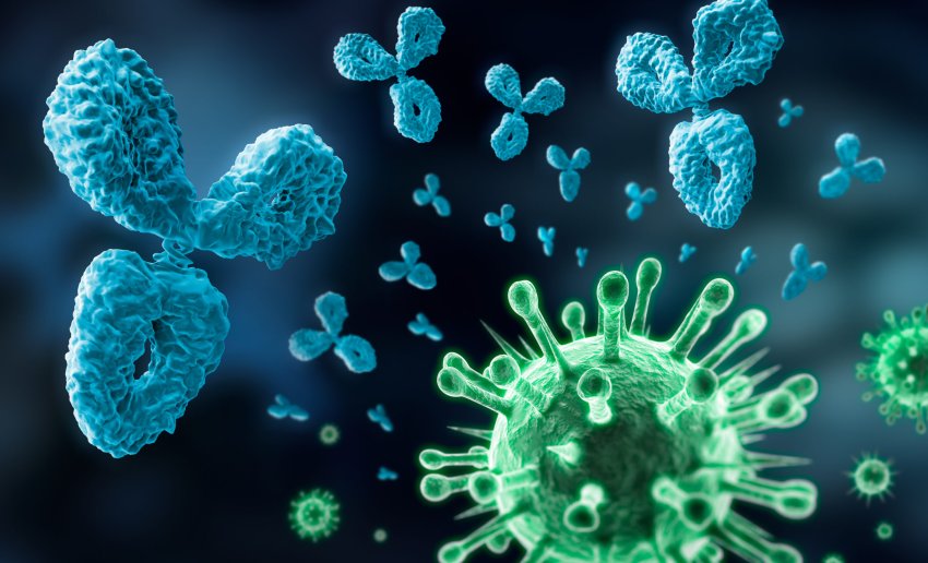 Antibodies attack pathogens in the body