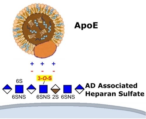 ApoE4 interaction with Heeparan sulfate
