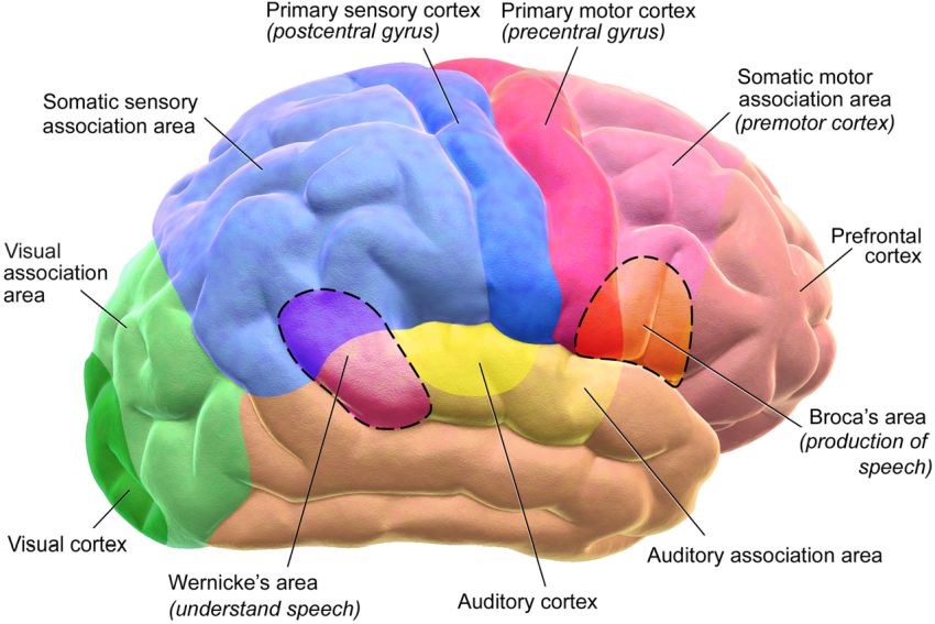 Areas of the brain by BruceBlaus on Wikimedia