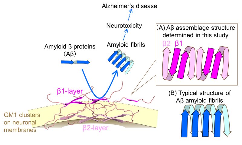 Assembly of amiloid beta accelerates fibrillation yagi utsumi et al