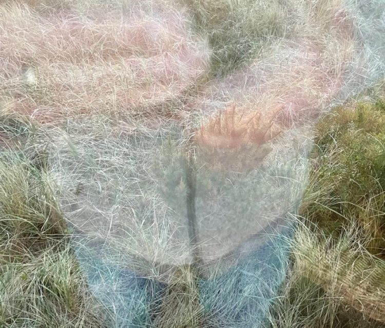 Beach grass by Dan Gibbs