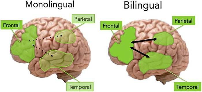 BilingualBrainVsMonolingual