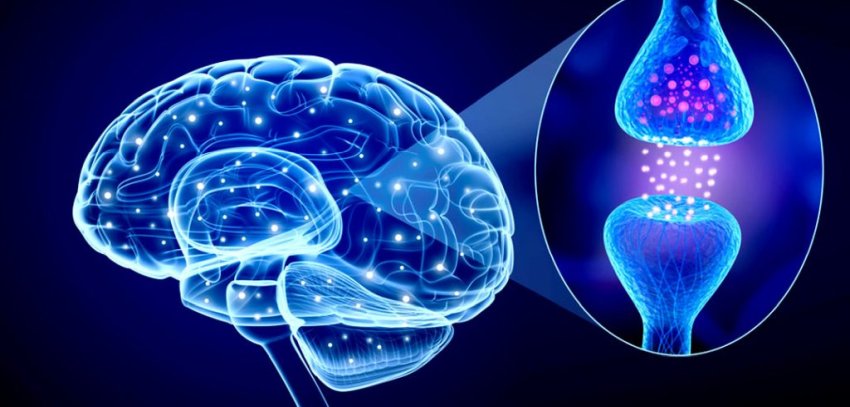 Brain and neurotransmitters 