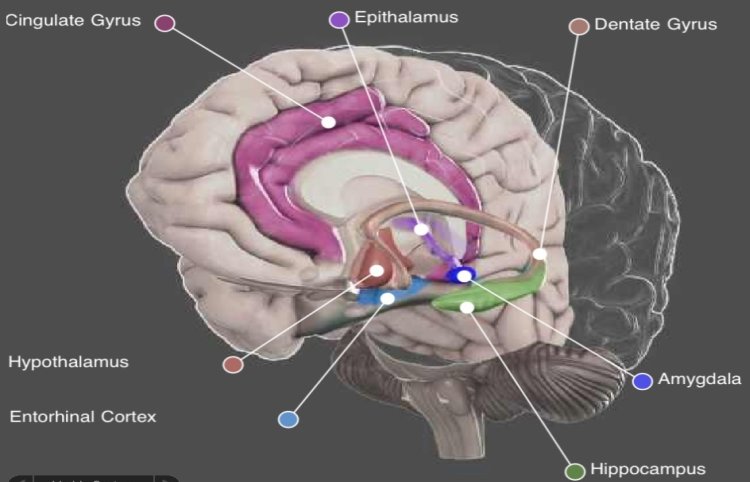 Brain areas