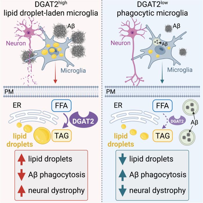 Brain fat by Prakash et al immunity