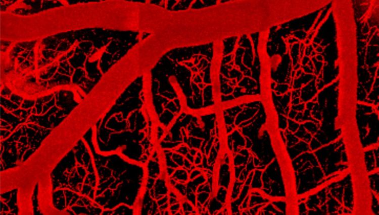 C'è un 'interruttore' nei capillari del cervello che regola il flusso di sangue ai neuroni