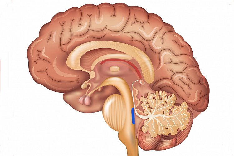 Scoperto il punto esatto del cervello dove nasce l'Alzheimer: non è l'ippocampo