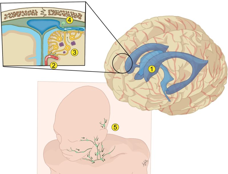 Brain glymphatic and meningeal lymphatic pathways