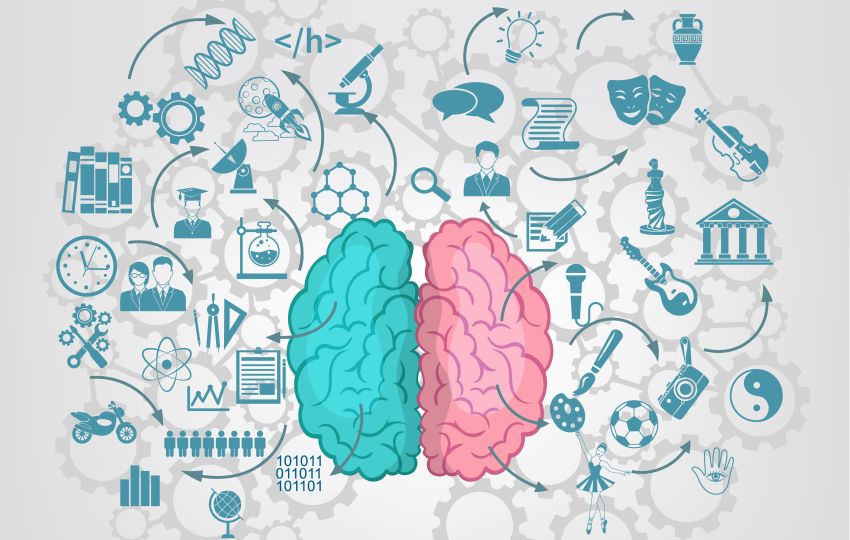 Brains hemispheres 