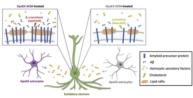 Cholesterol oversupply from ApoE4 astrocytes promote Aβ production in neurons