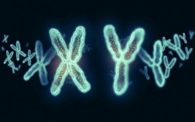 La perdita del cromosoma Y è un fattore di rischio per l'Alzheimer