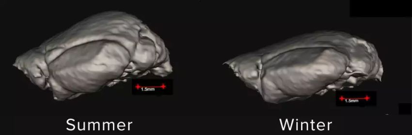 Common shrew brain in summer and in winter 