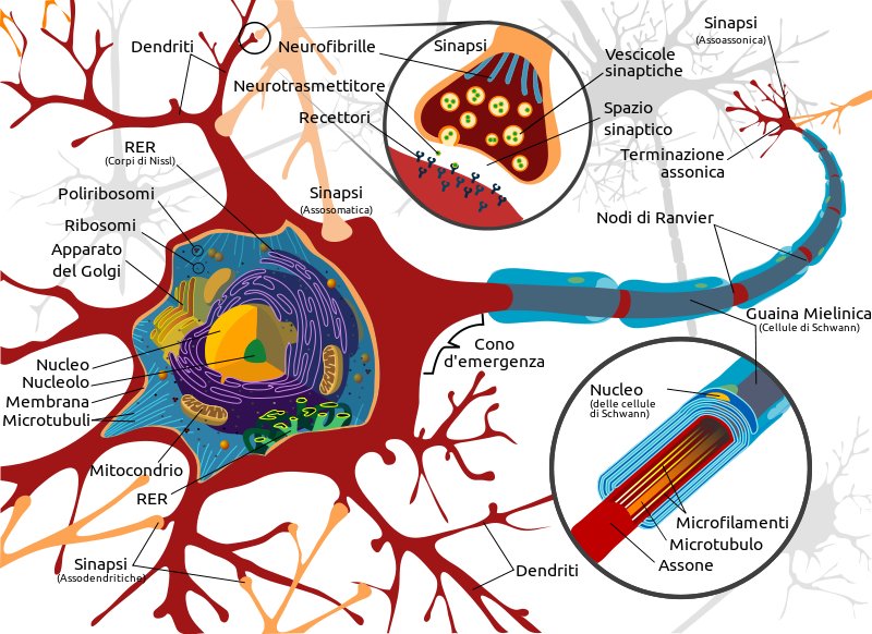 Complete neuron cell diagram it