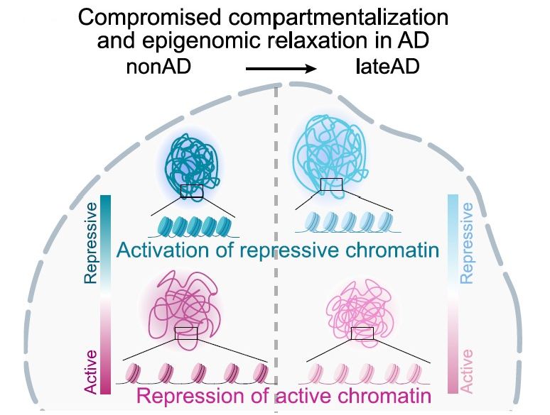 Compromised compartmentalization 