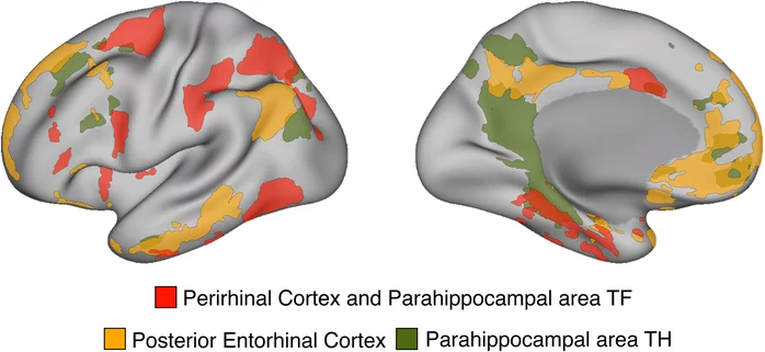 Cortical networks in perirhinal entorhinal and parahippampal areas
