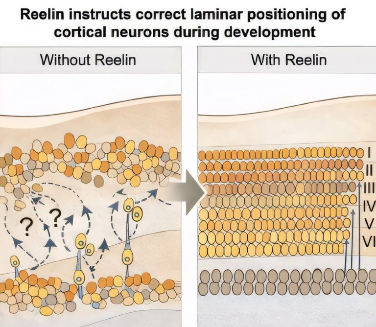 Cortical neuron positioning during development without and with Reelin