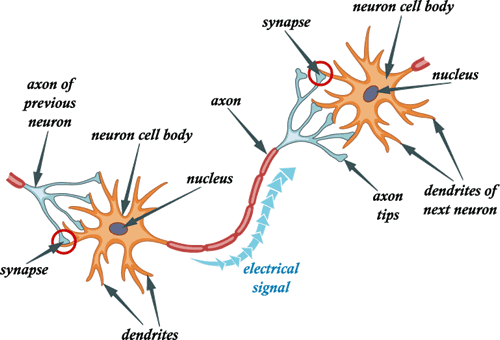 Dendrites