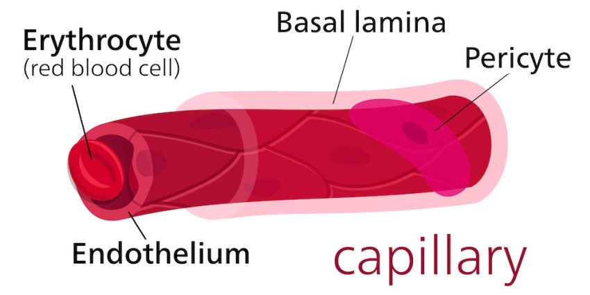 Diagram of a capillary