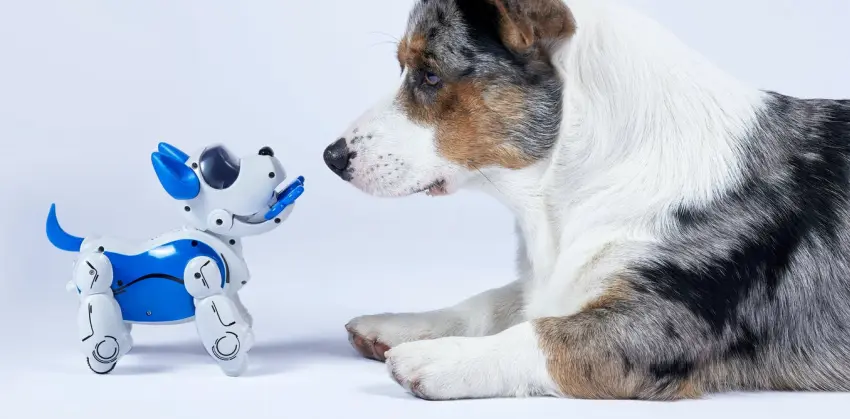 Dog and robot