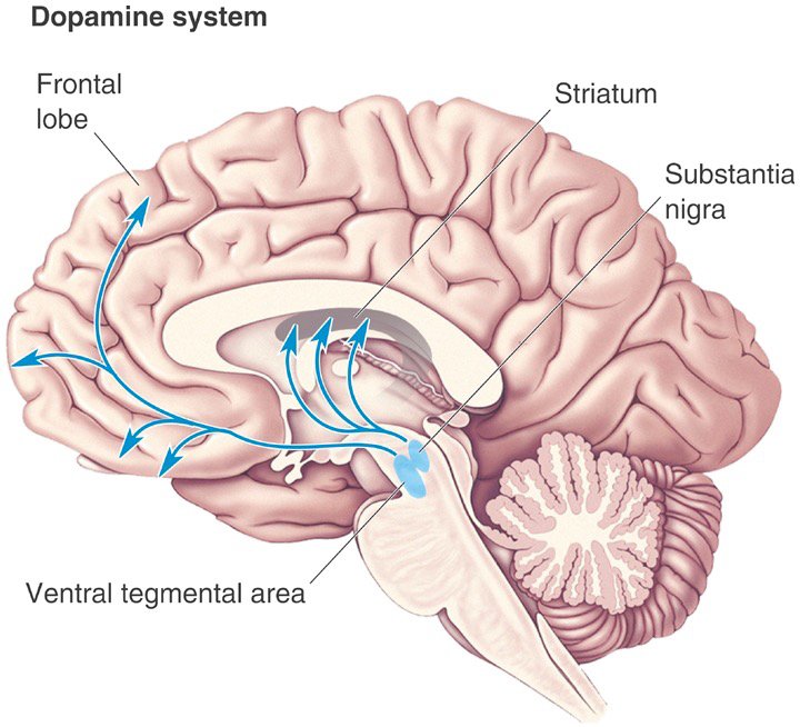 Dopamine system substantia nigra ventral tegmental area