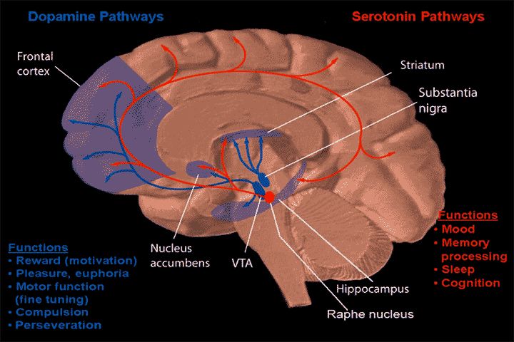 Dopamine and serotonin pathways Public Domain via Wikimedia Commons