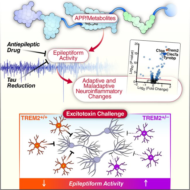 Dysfunction of neural networks and microglia