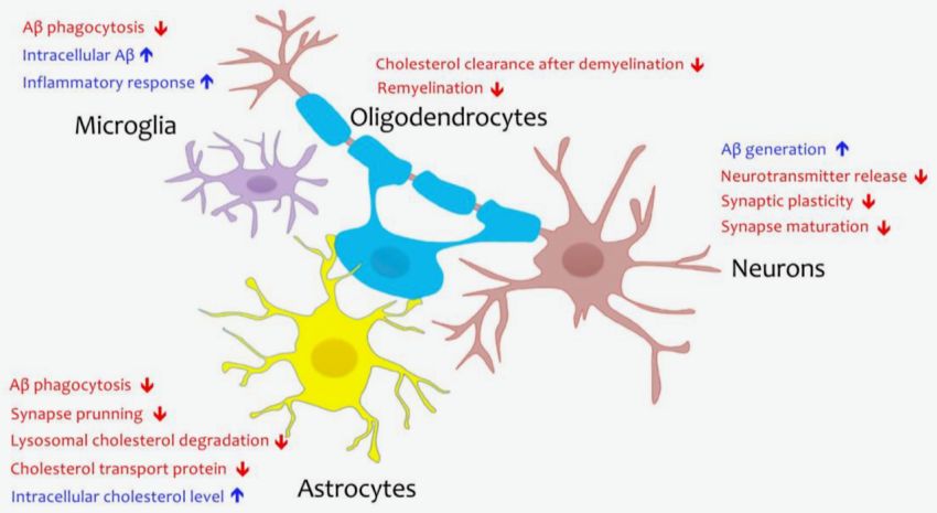 Dysregulation of cholesterol by ApoE4 in different brain cell types