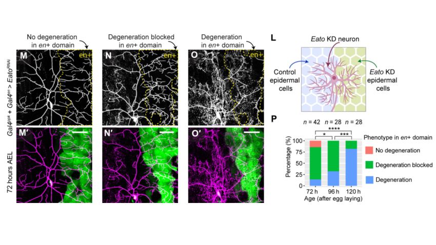 Eato LOF makes epidermal cells insensitive to degenerating dendrites 