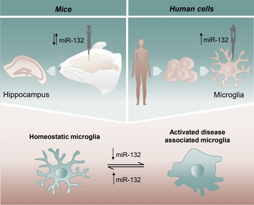 Effects of increase in microRNA 132 on microglia