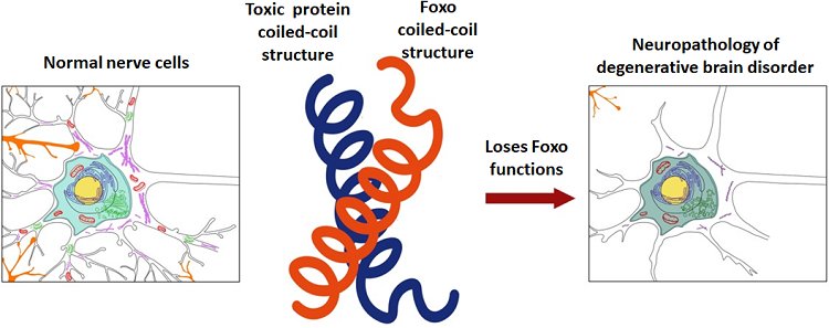 Entanglement of Toxic Protein Structure