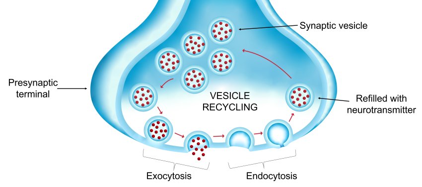 Exocytosis and endocytosis in vescicle recycling
