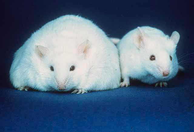 La dieta 'occidentale' aumenta la patologia di Alzheimer (nei topi)