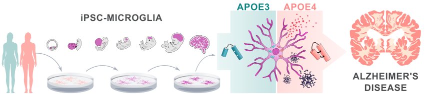 From iPSC microglia to APOE3 4 to alzheimer