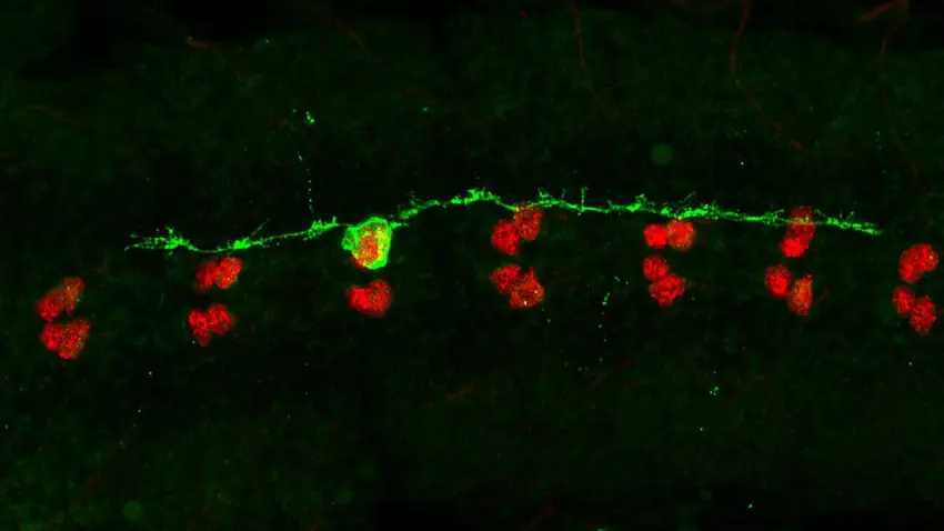 Fruit fly neurons