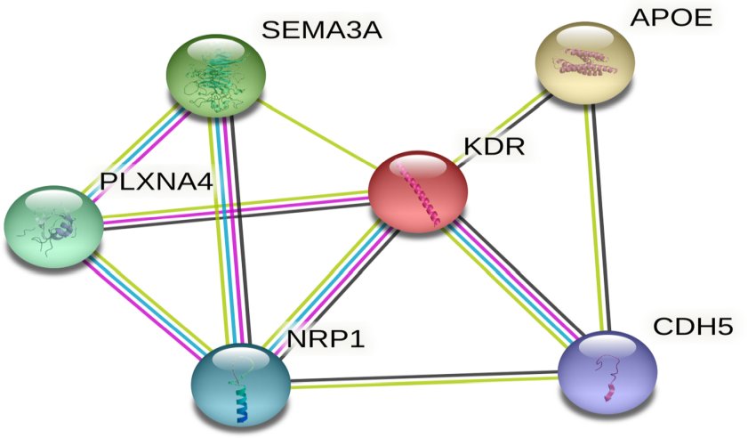 Functional pathway analyses of VEC in AD