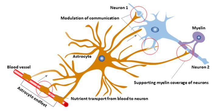 GFAP function astrocyte Source Cusabio